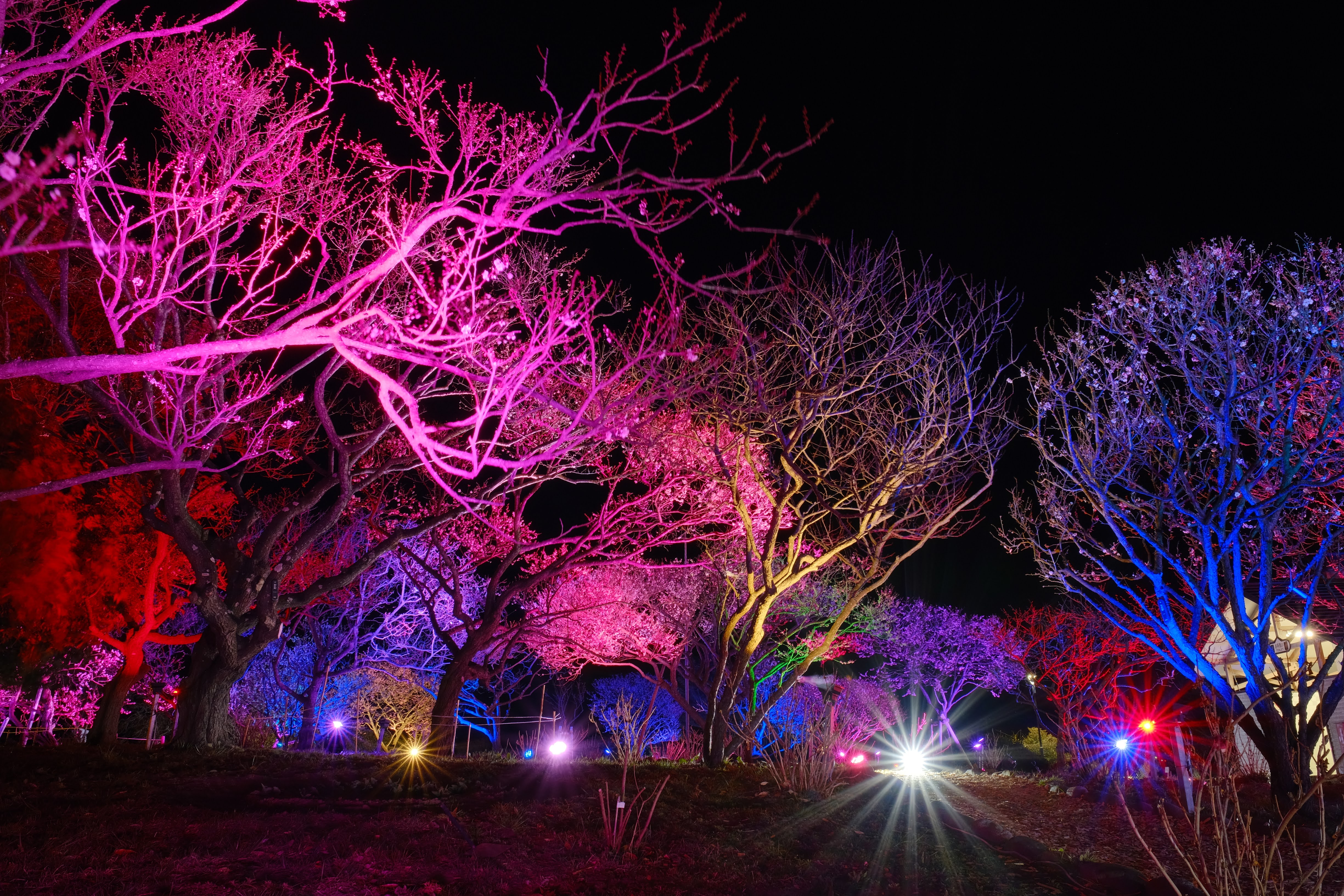 夜のイルミネーション。ピンクや青に色づいた木々が幻想的にライトアップされた庭園の夜景
