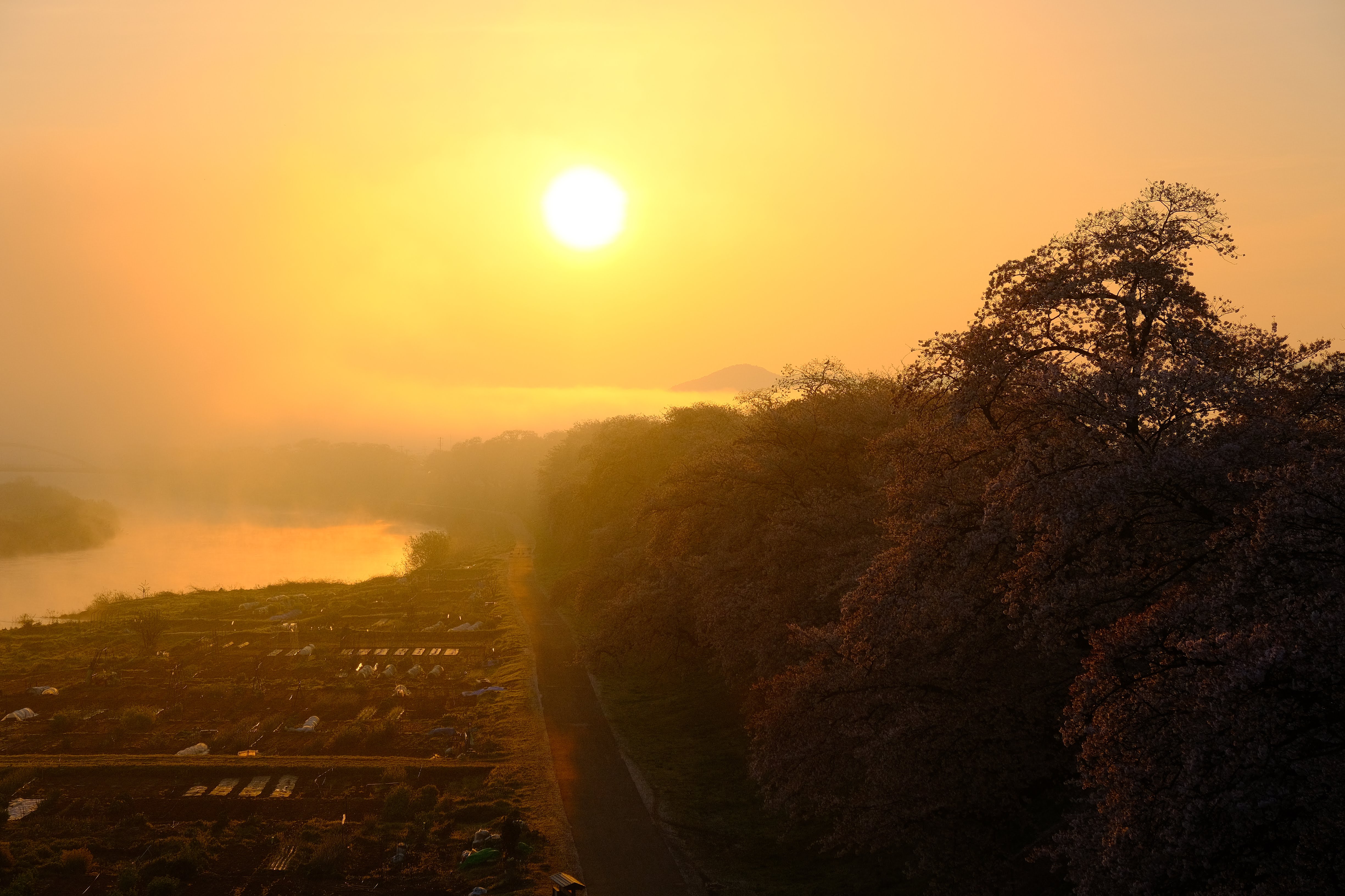 霧に包まれた桜並木と川、朝焼けのオレンジ色の光が幻想的な春の朝の風景