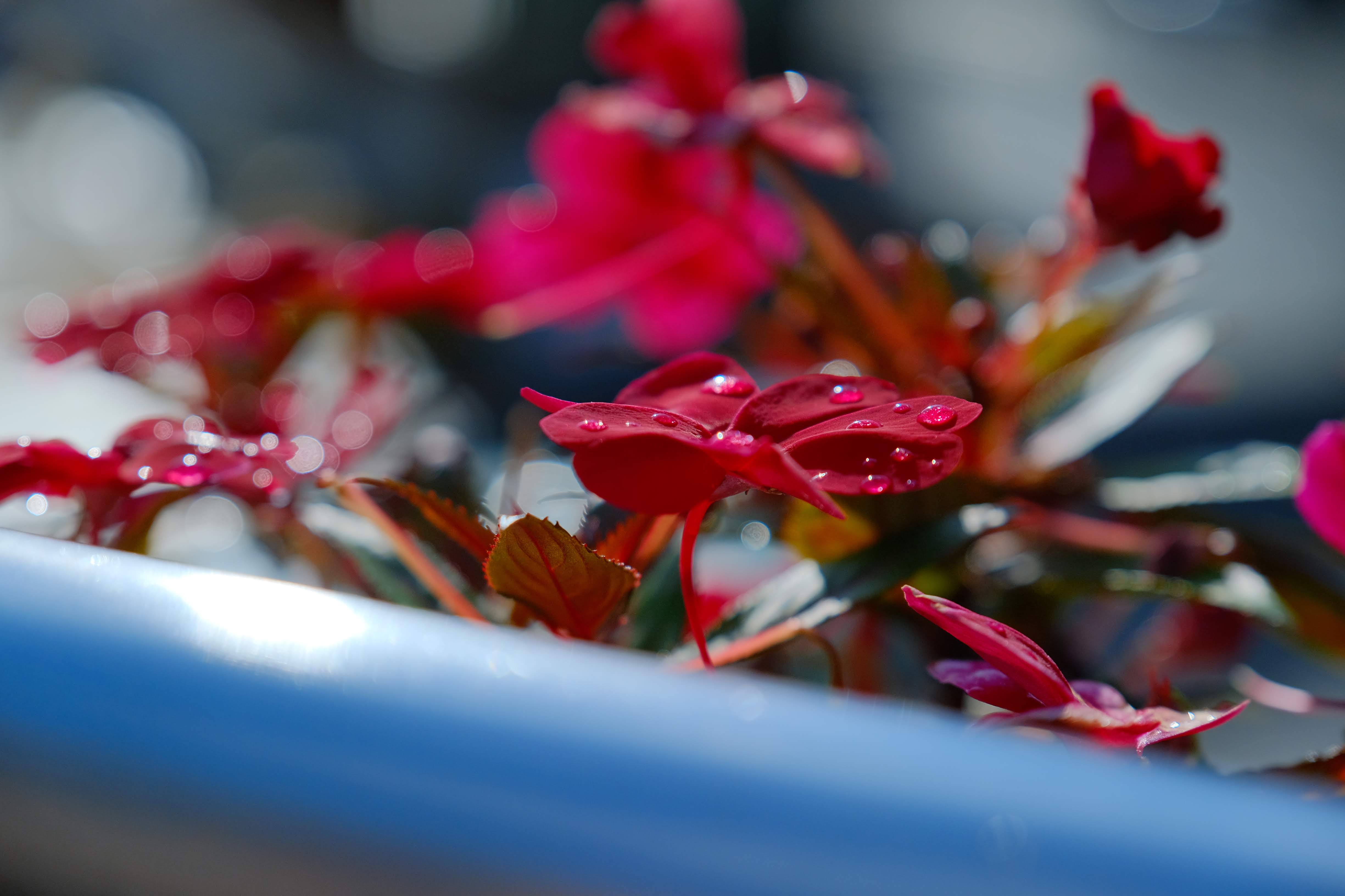 赤いベゴニアの接写写真。葉の上に水滴が残り、背景が柔らかくボケた美しいマクロ写真