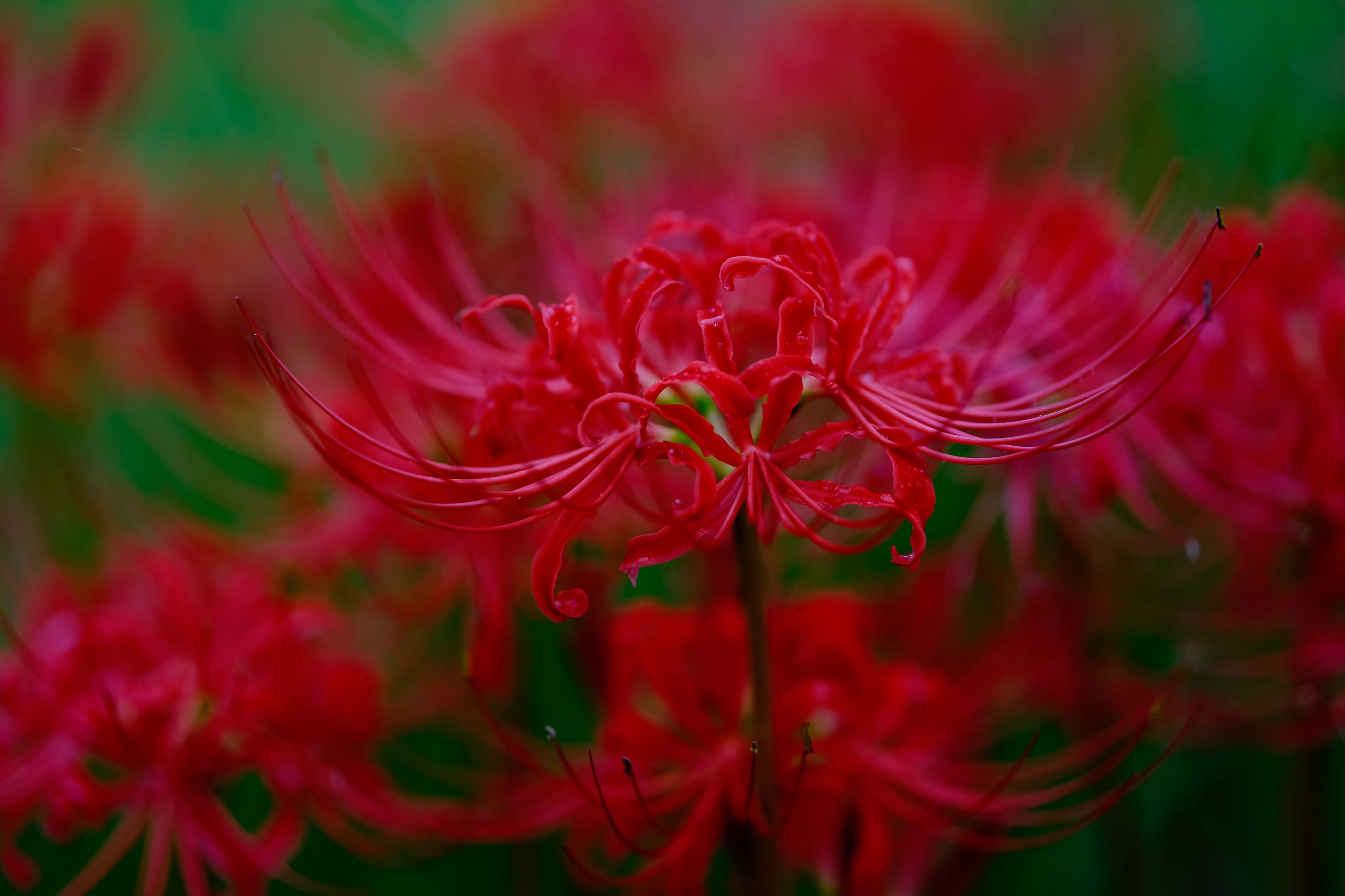 彼岸花(曼珠沙華)の接写。赤い花びらが放射状に広がり、緑のボケが美しい背景に浮かび上がる