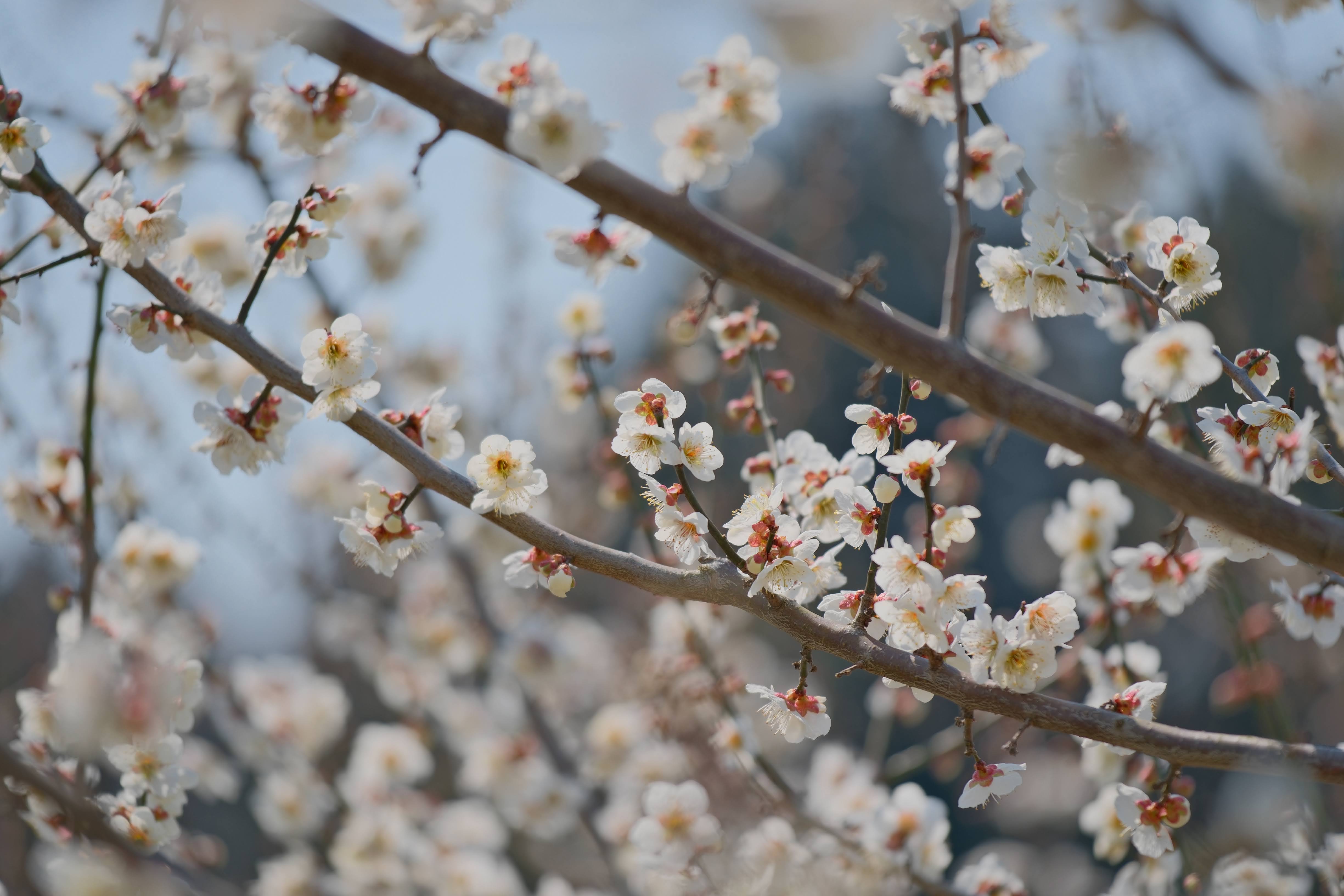 望遠レンズで切り取った白梅の花のクローズアップ。花びらのディテールと背景のボケが美しい