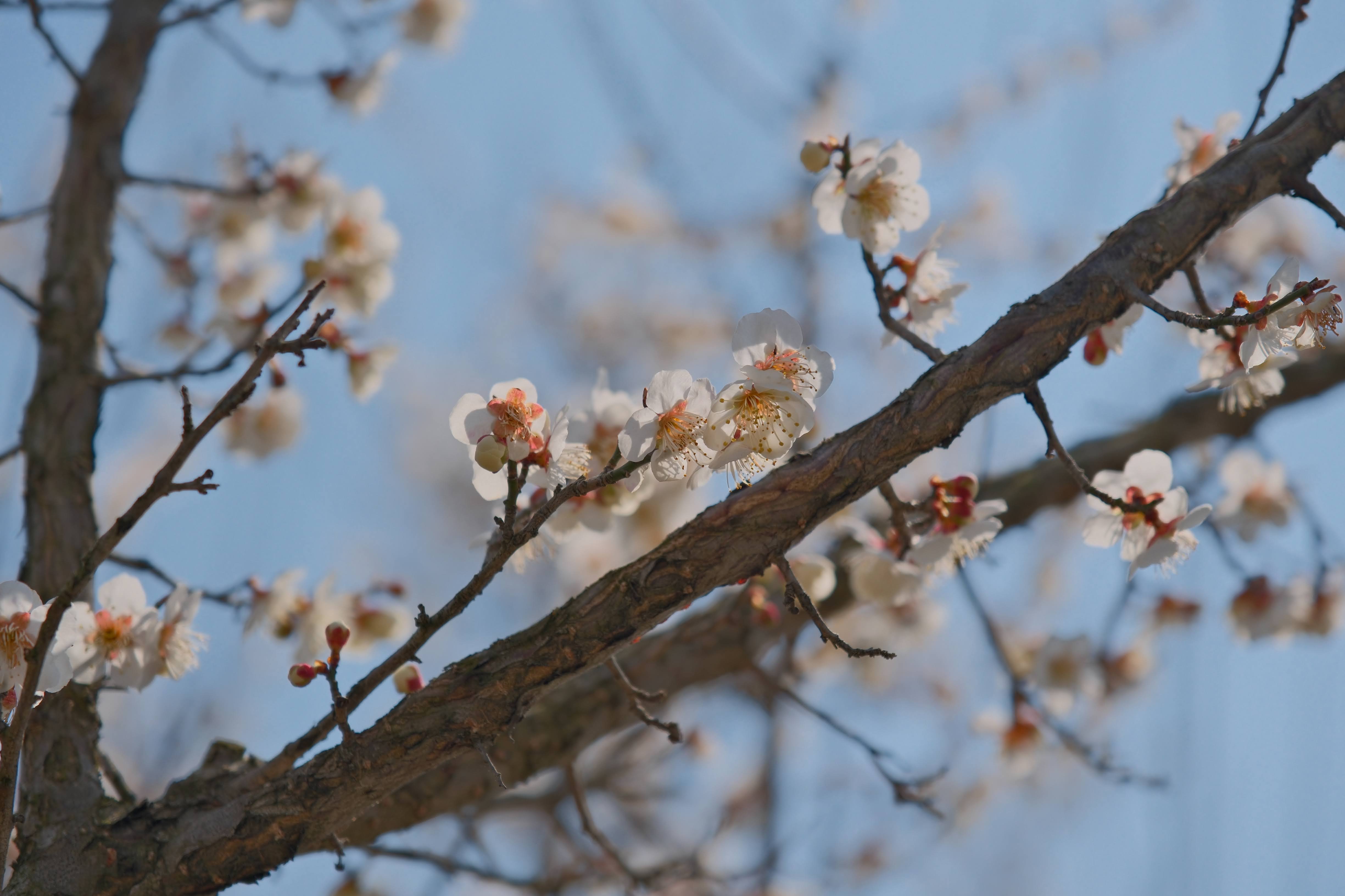 青空を背景に枝に咲く白梅の花。XF16-55mmF2.8 R LM WR IIで撮影