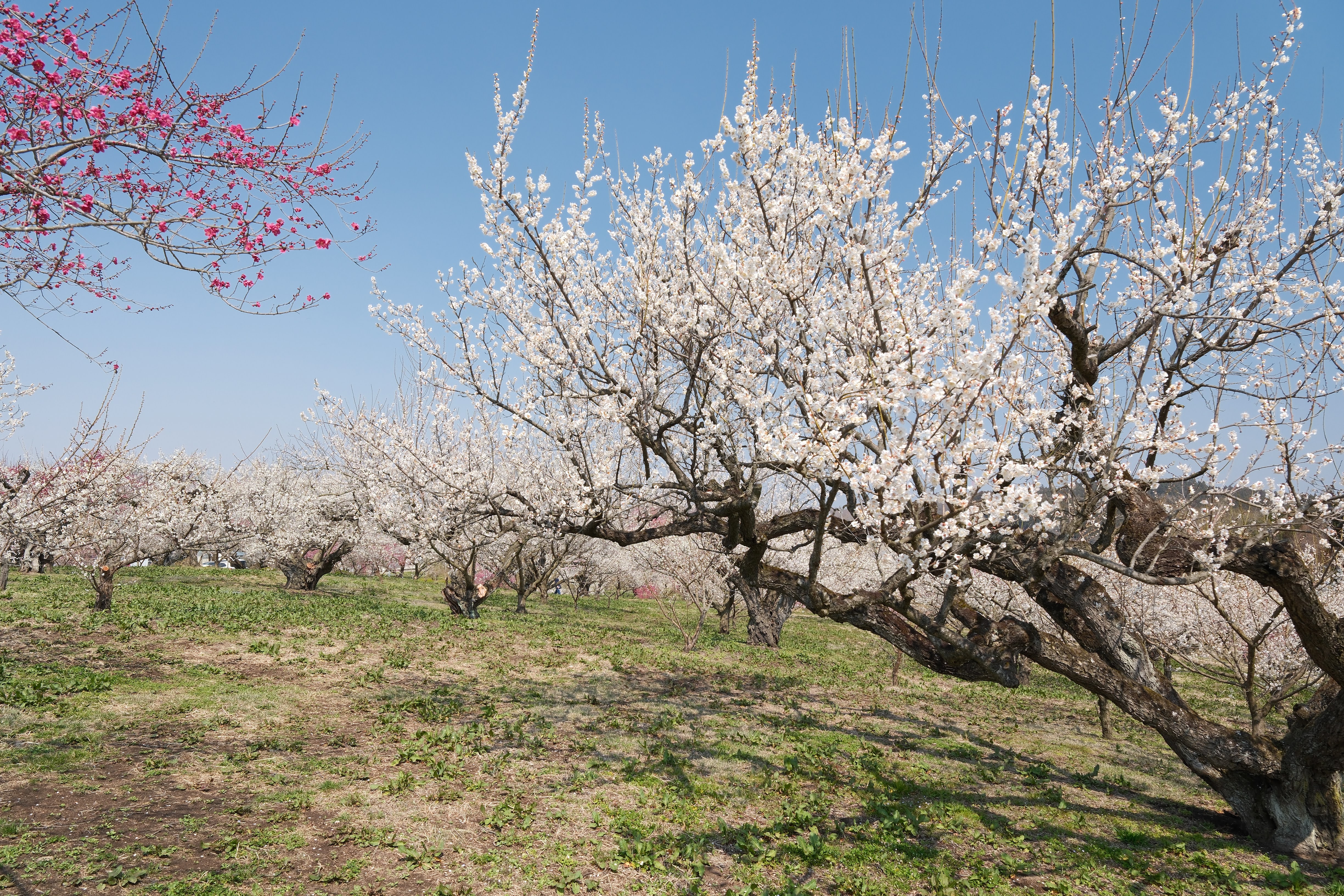 佐藤農場梅園の全景。白梅と紅梅が広がり、青空との対比が美しい春の梅林