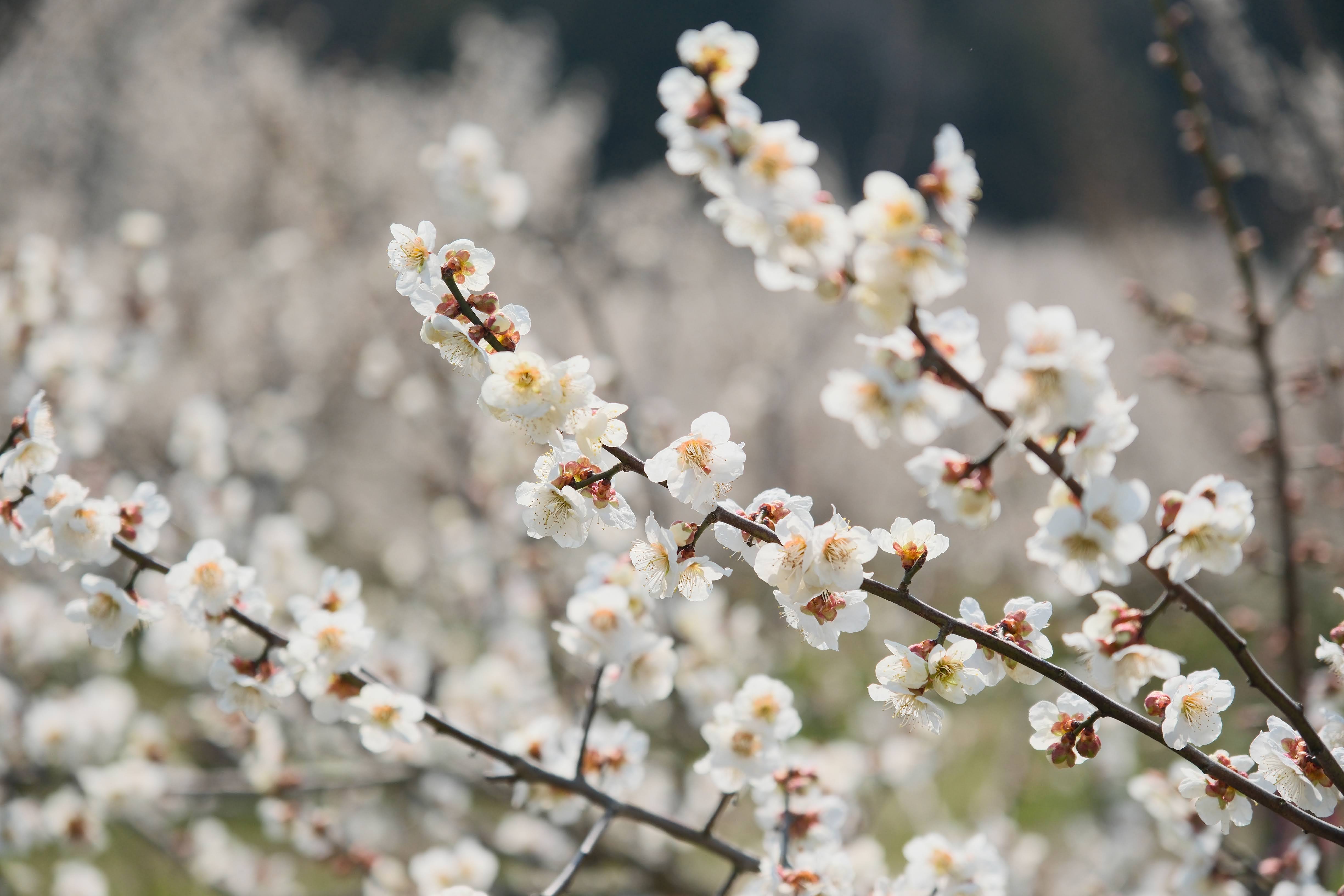 白梅の花が密集して咲く様子をアップで捉えた写真。柔らかいボケが印象的