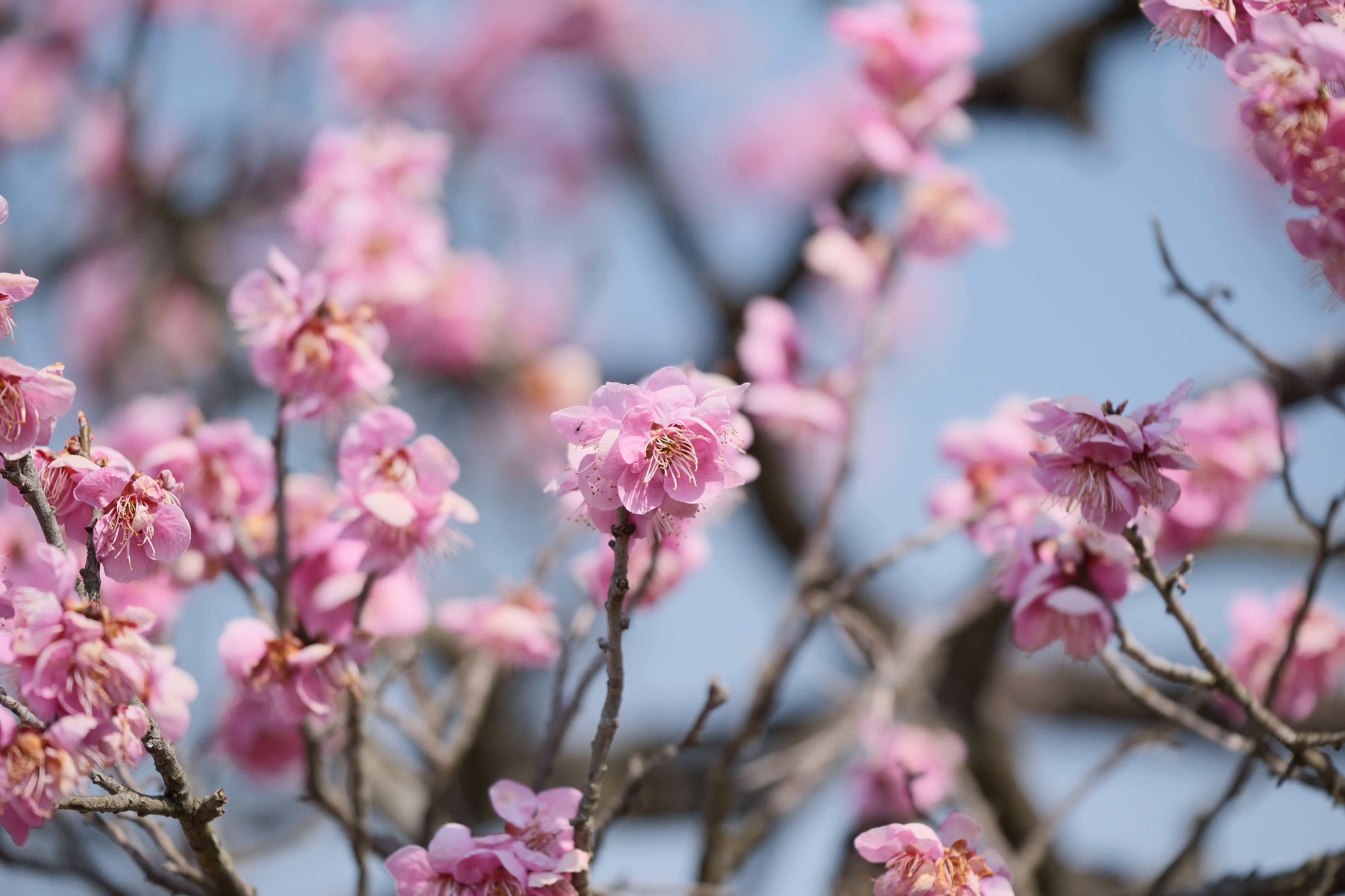 ピンク色の梅の花が密集して咲く様子を望遠で捉えた写真。圧縮効果で奥行きが凝縮されている