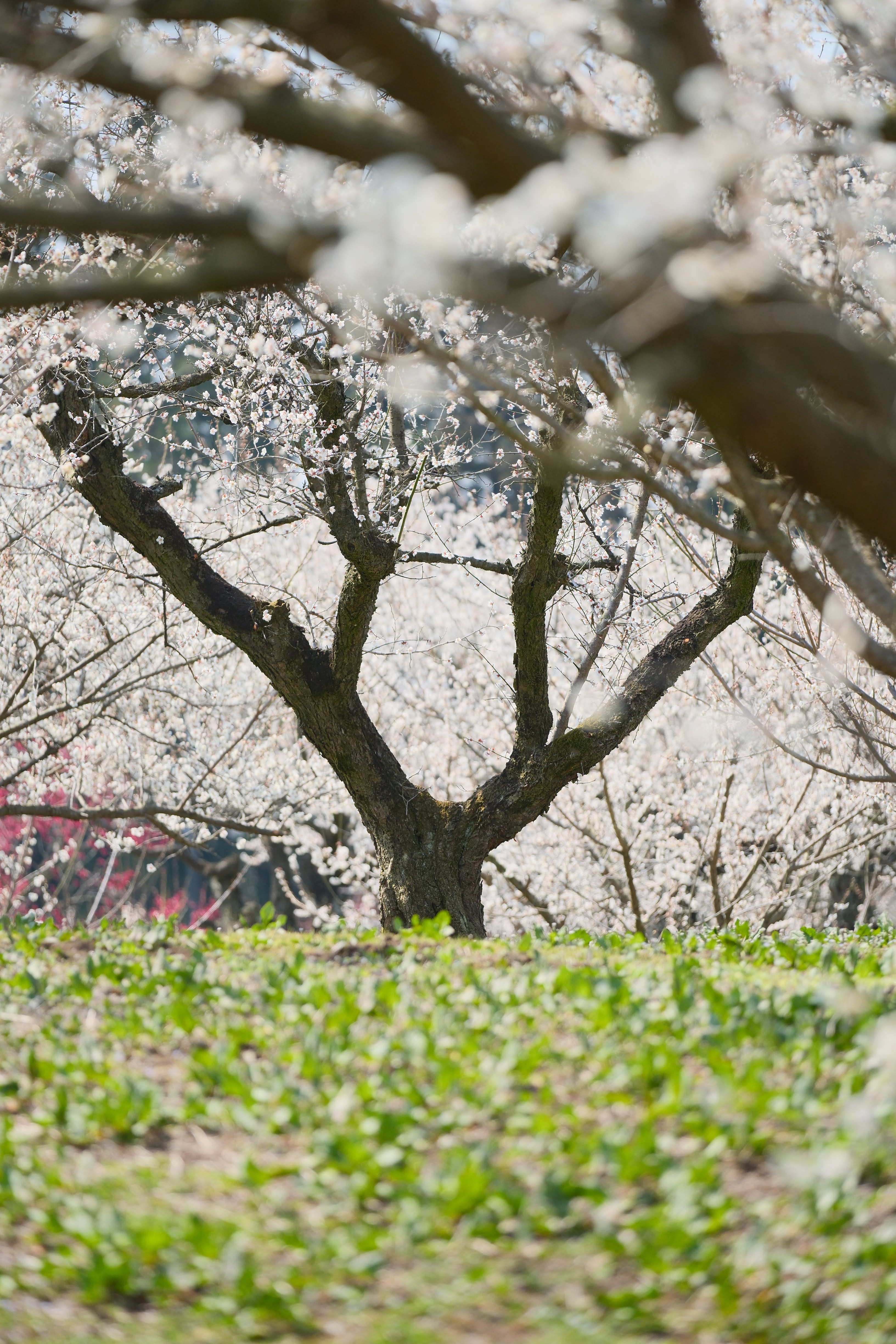 梅の木の幹の間から白い梅の花が広がる様子を切り取った独特の構図