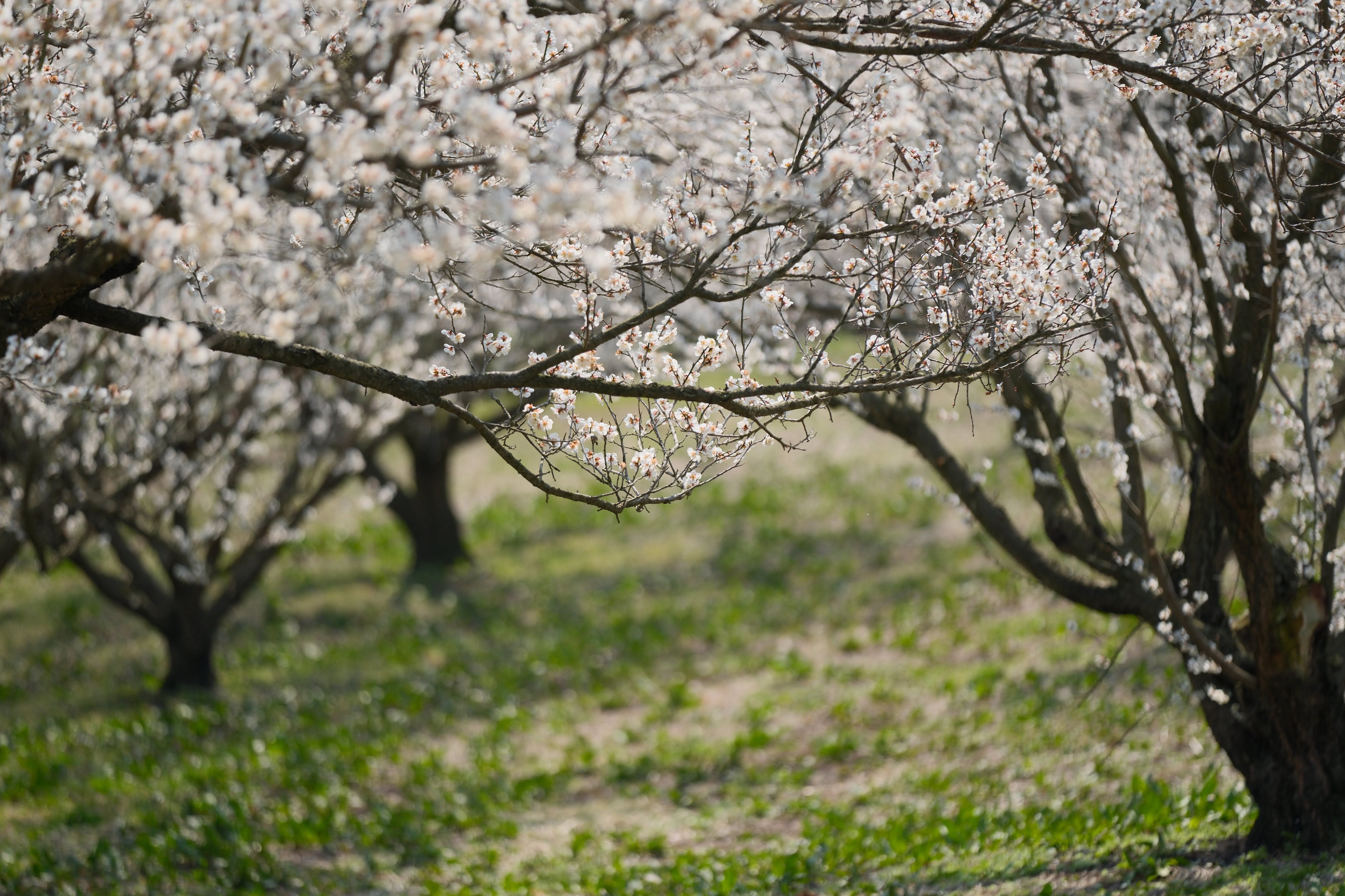 佐藤農場梅園の木々の列。望遠の圧縮効果で梅の木が整然と並ぶ様子が強調されている