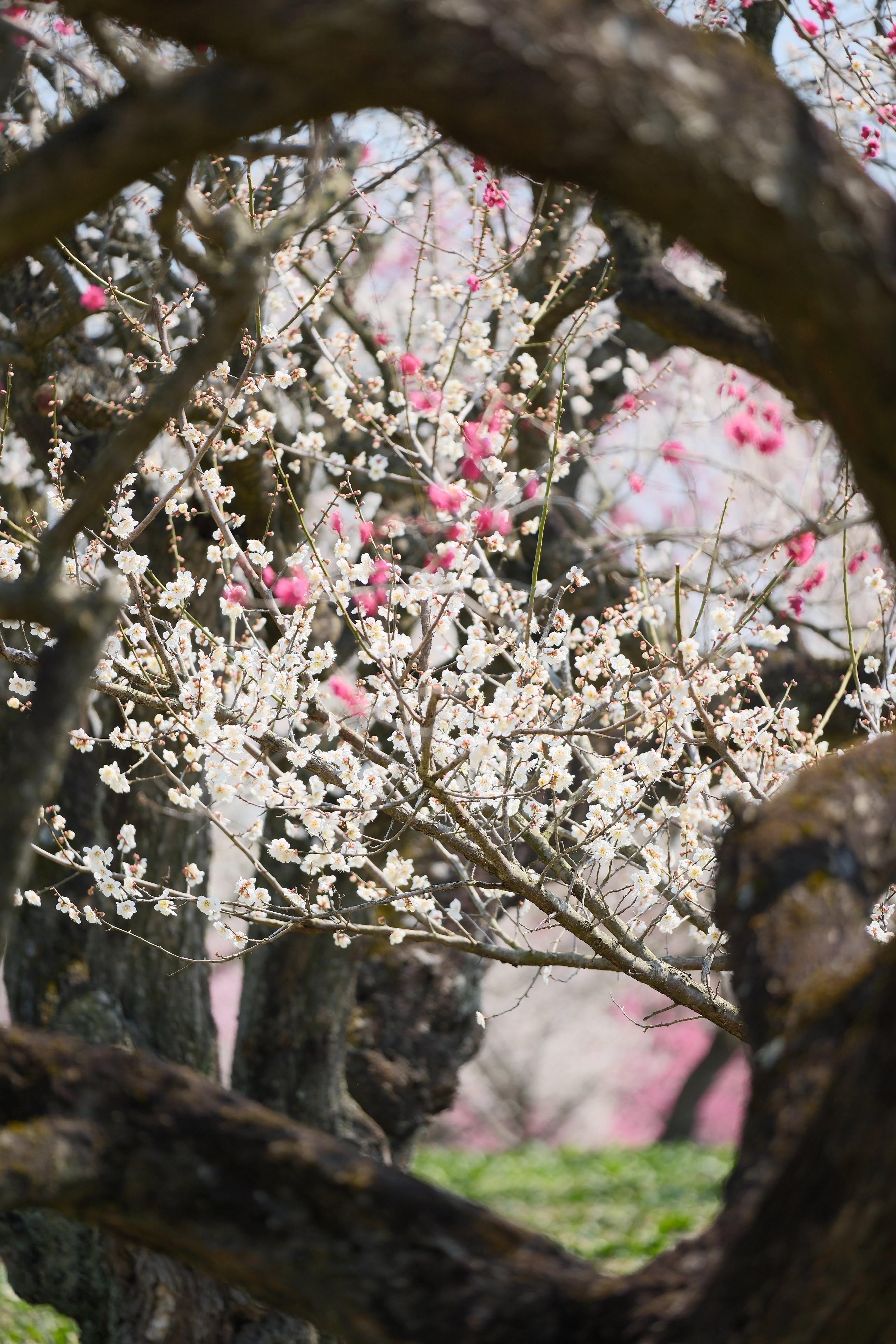 梅の木の幹と枝のフレームを通して望む白梅と紅梅。REALA ACEの自然な色再現が際立つ写真