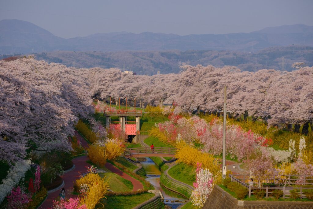 一目千本桜の桜並木をXF50-140mm望遠の圧縮効果で切り取ったX-H2の風景作例