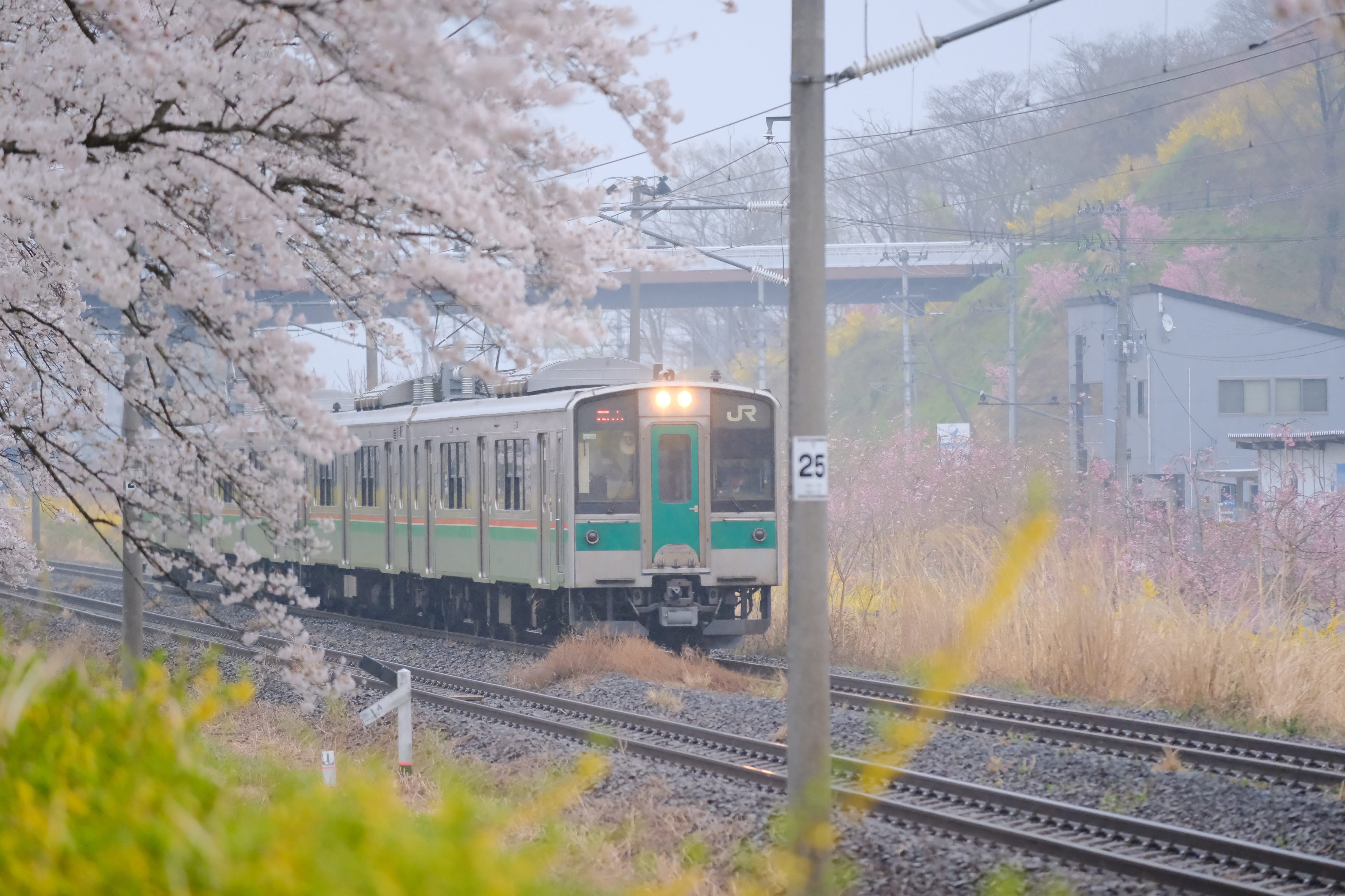 一目千本桜の桜並木を走る電車を被写体検出AFで捉えたX-H2の作例
