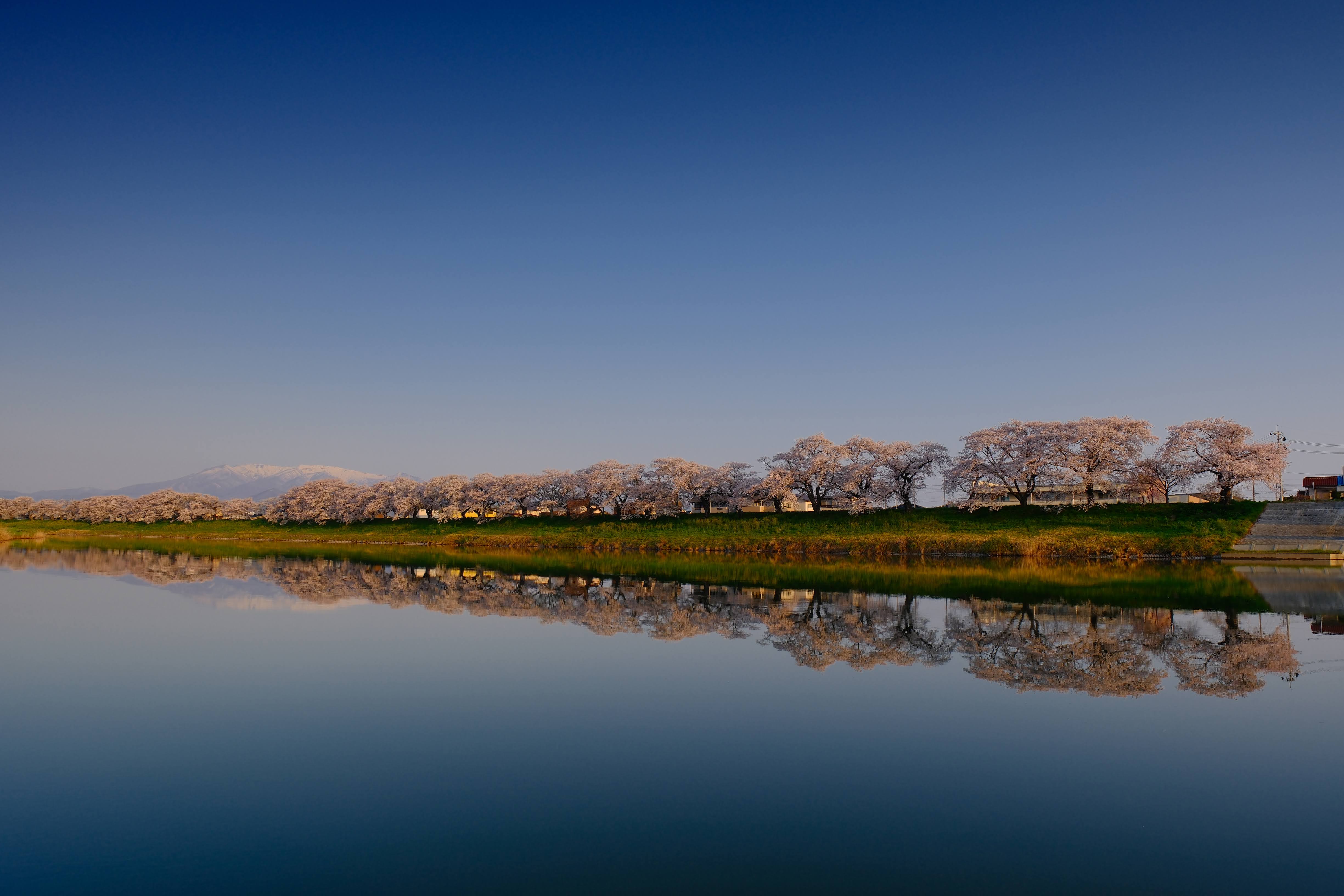 一目千本桜の満開の桜並木をXF16-55mmの広角16mmで捉えたX-H2の風景作例