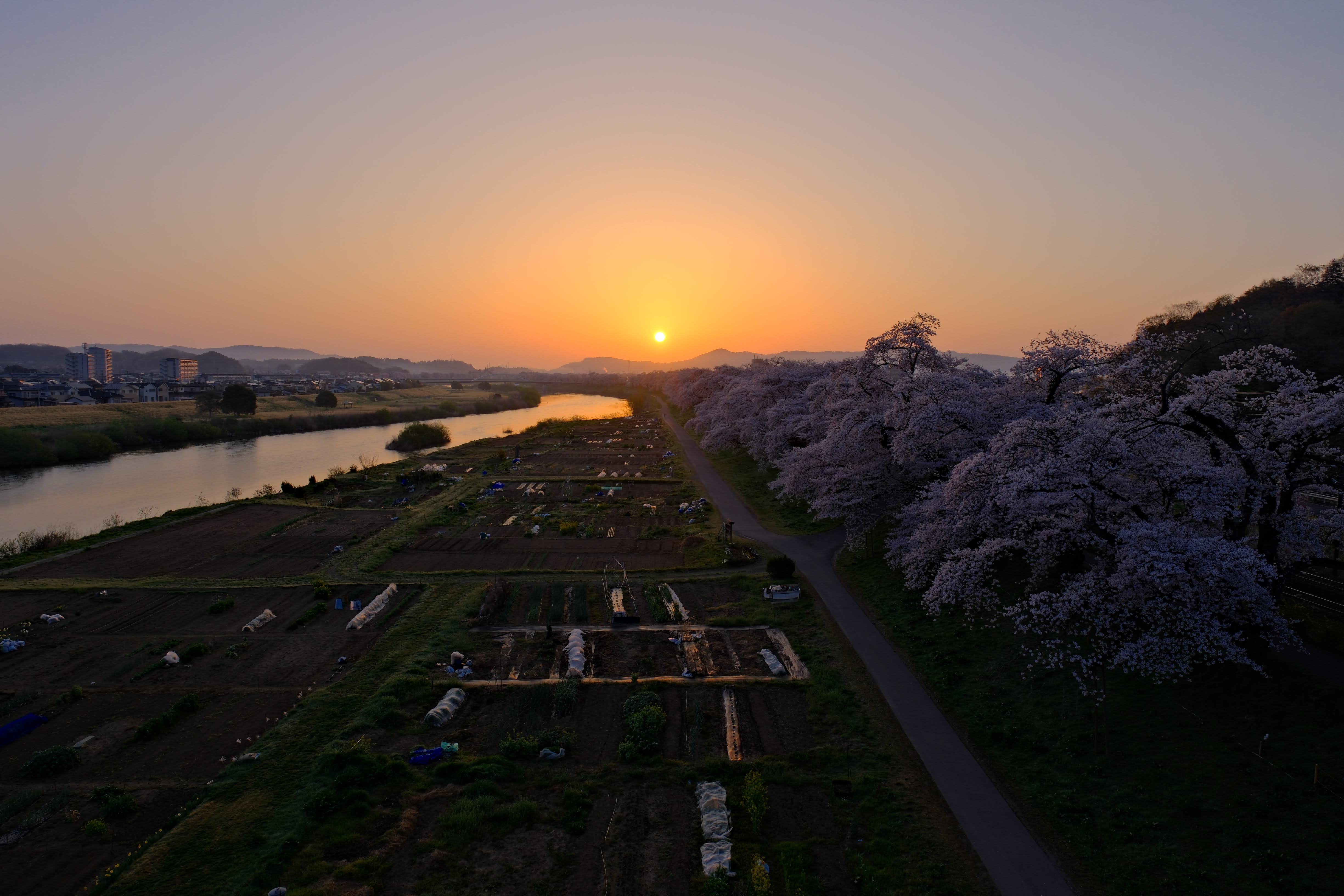 一目千本桜の川沿いに続く桜並木を広角16mmで捉えた春の風景作例