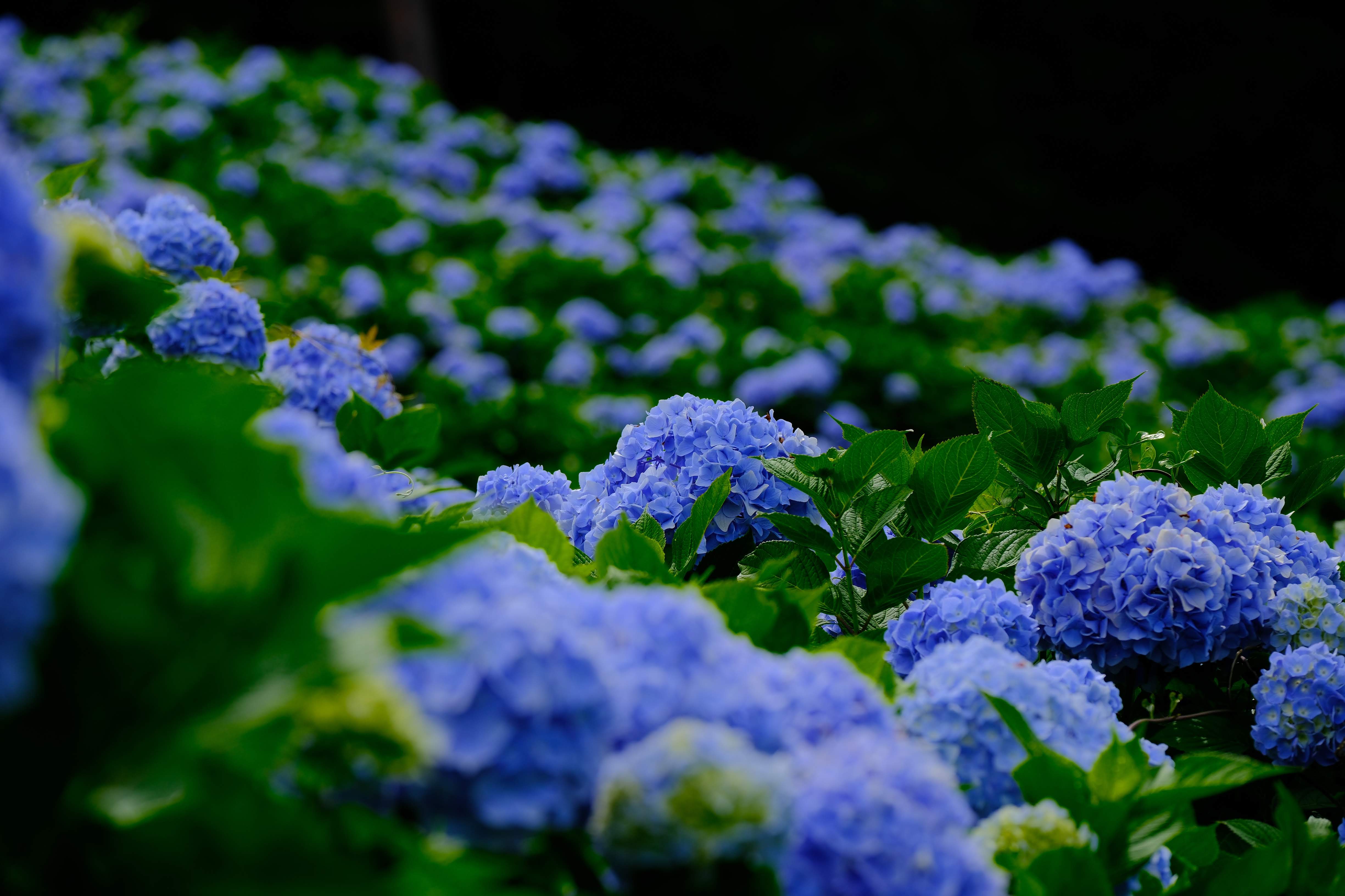 赤岩公園の紫陽花を望遠で切り取った別カットの作例。深みのある青色が印象的