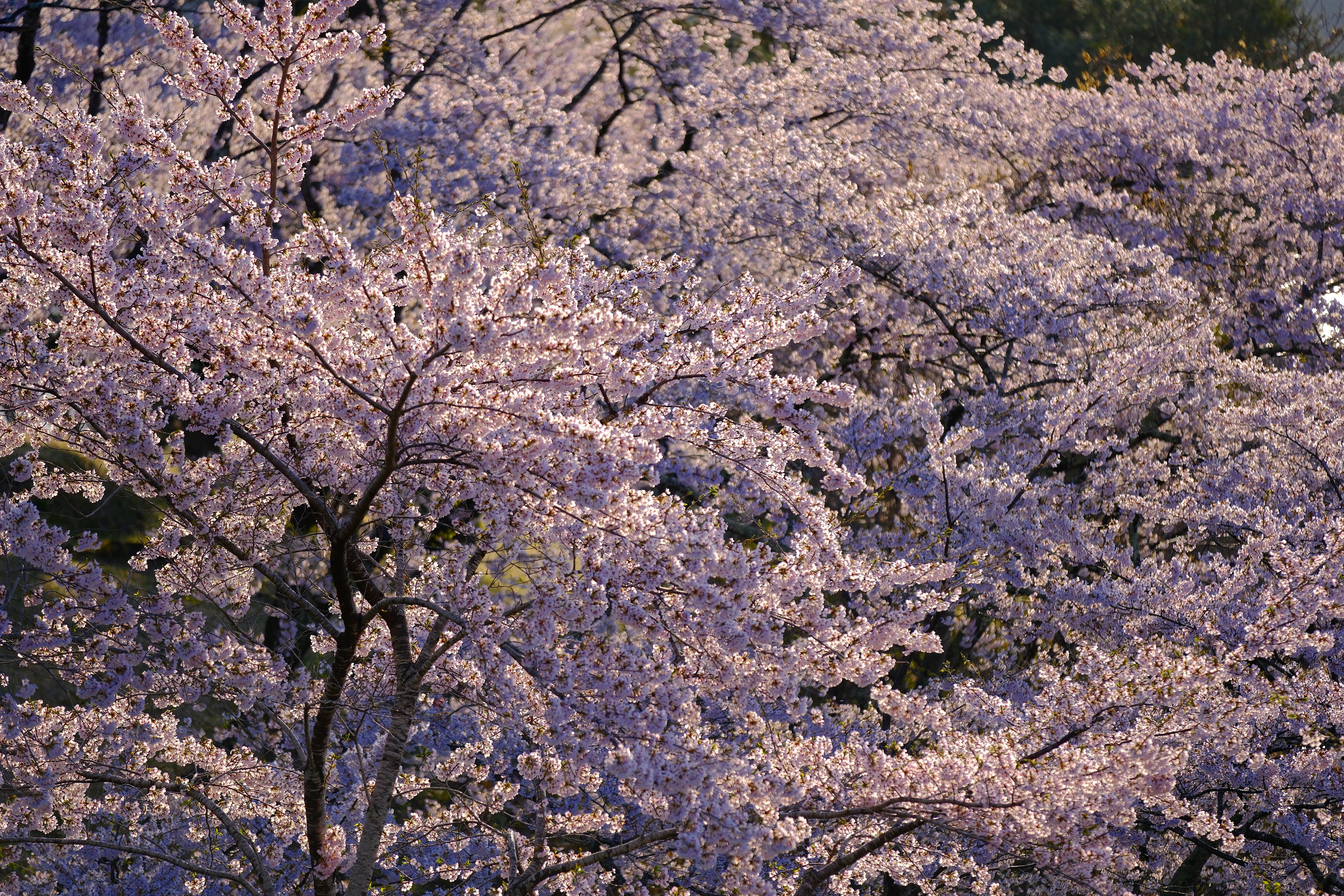 西行戻しの松公園の桜を望遠140mmの圧縮効果で捉えた早朝の風景作例