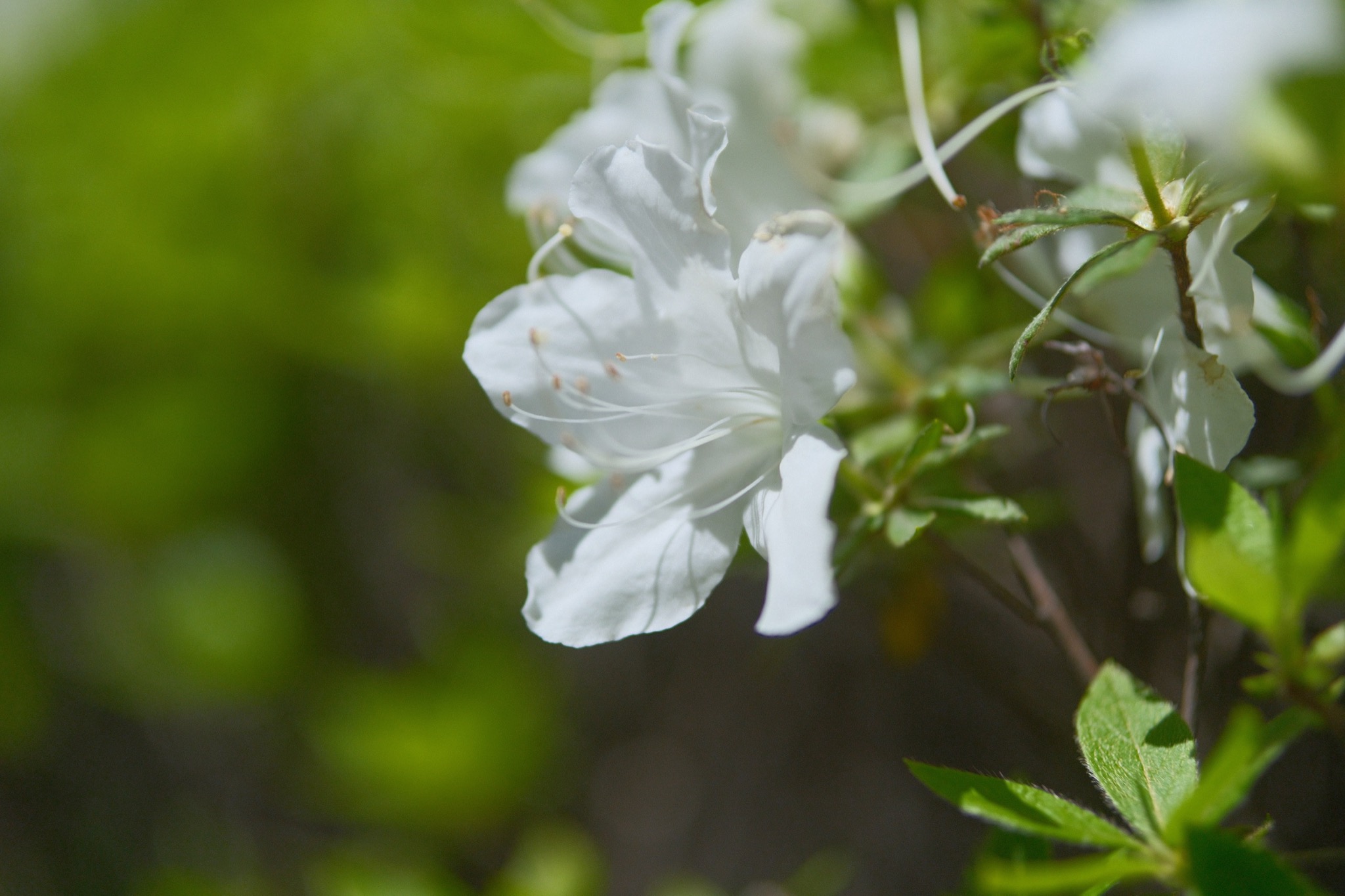 FUJIFILM X-H2 REALA ACE レシピ5 白いツツジの接写 寒色で涼しげな花写真